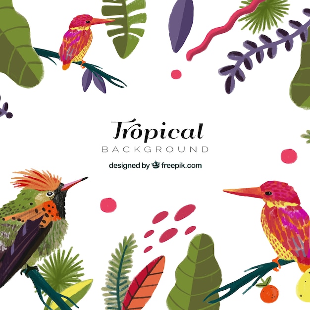 Free Vector tropical summer background with exotic birds