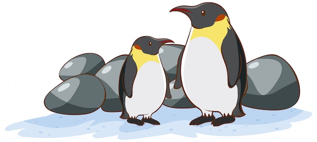 Two penguins on white