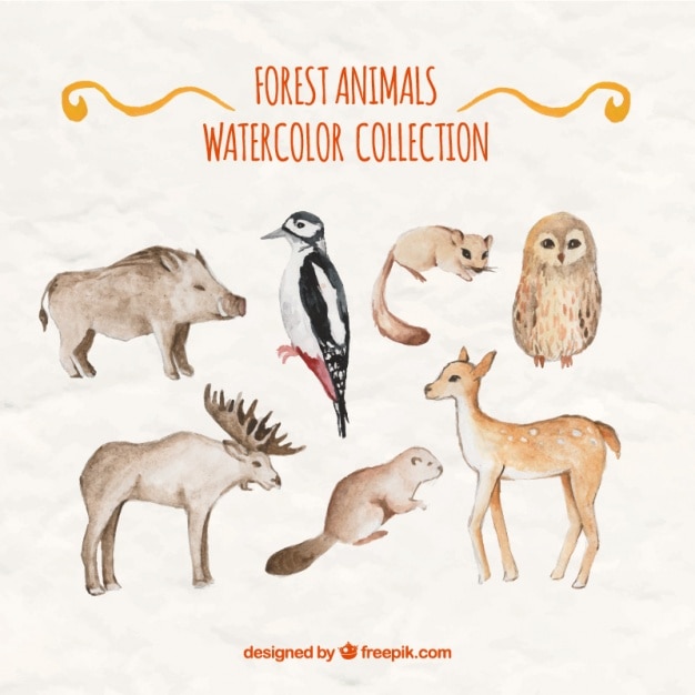 Free Vector variety of watercolor wild animals 