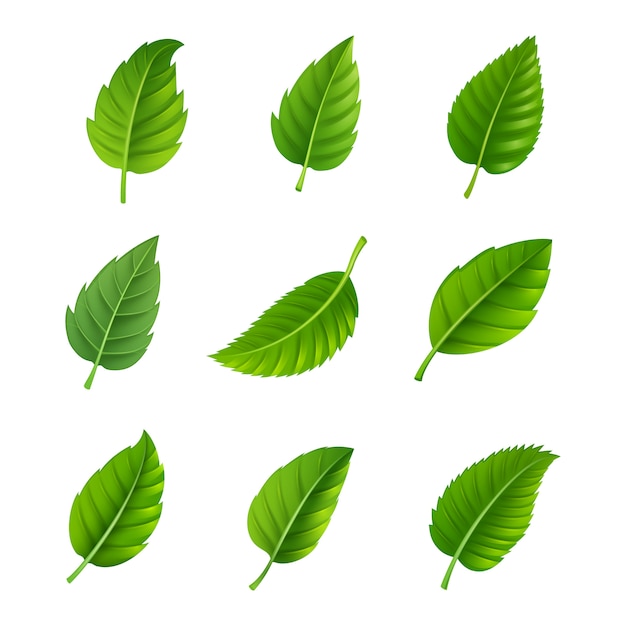 Free Vector various shapes and forms of green leaves set 