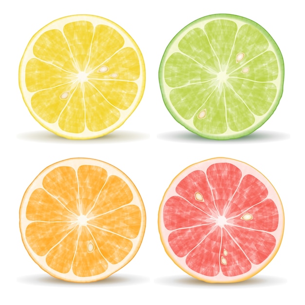 Free Vector vector citrus fruits: orange, lime, grapefruit and lemon