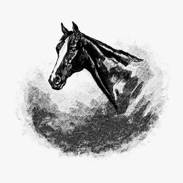 Vintage horse head illustration