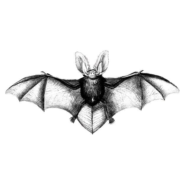 Vintage illustrations of Bat