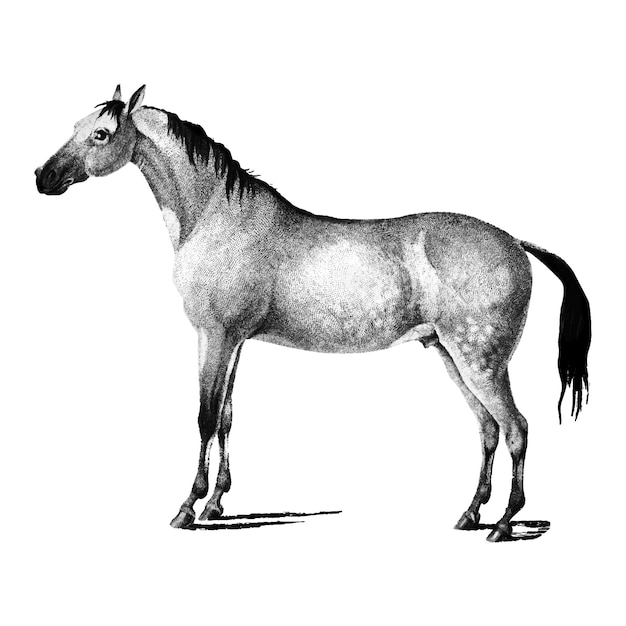 Free Vector vintage illustrations of horse