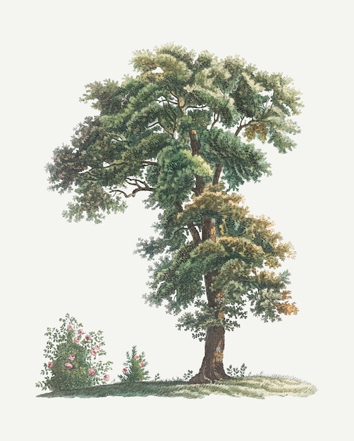 Free Vector vintage tree drawing