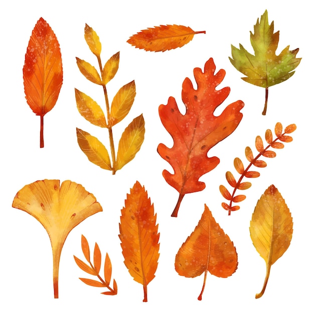 Watercolor autumn leaves collection