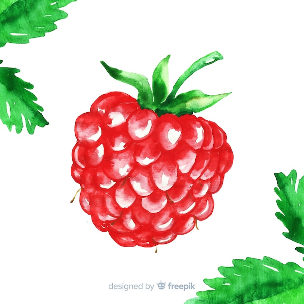 Free Vector watercolor raspberry