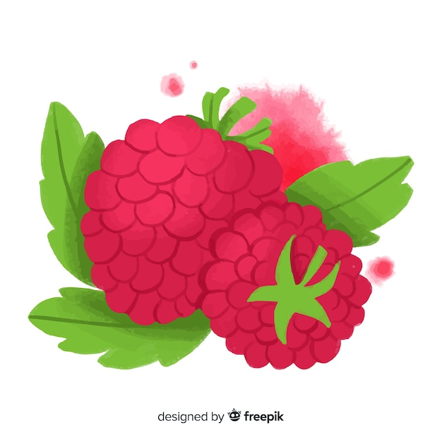 Free Vector watercolor raspberry