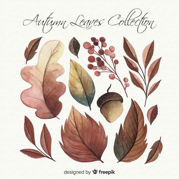 Watercolor style autumn leaves collection