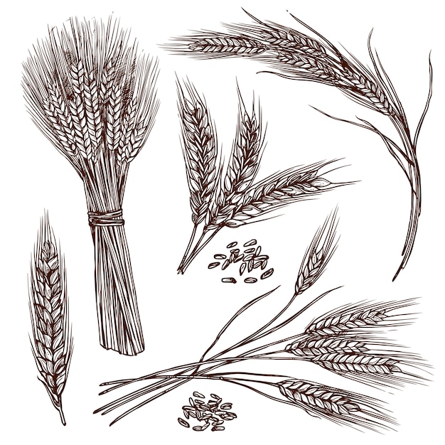 Free Vector wheat sketch set