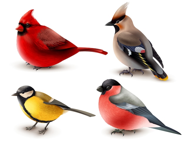 Winter Birds Set