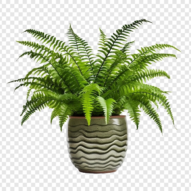 Kostenlose PSD boston fern nephrolepis exultate png isoliert auf transparentem hintergrund