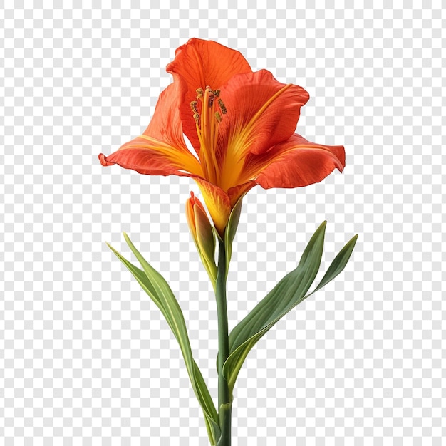 Kostenlose PSD canna lily blume png isoliert auf transparentem hintergrund