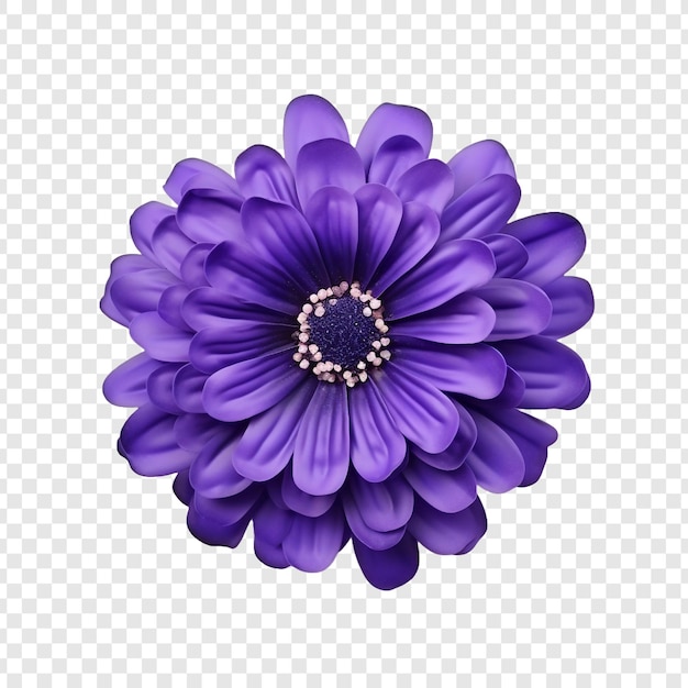 Kostenlose PSD cineraria-blume png isoliert auf transparentem hintergrund