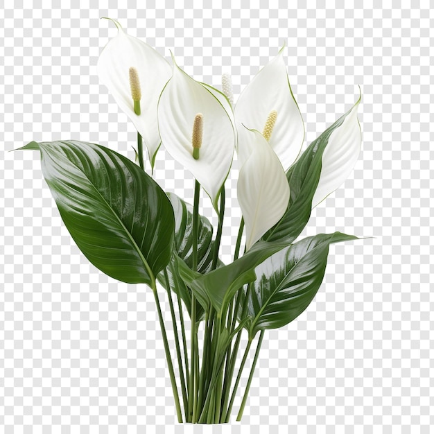 Kostenlose PSD friedenslilie spathiphyllum wallisii blume png isoliert auf transparentem hintergrund