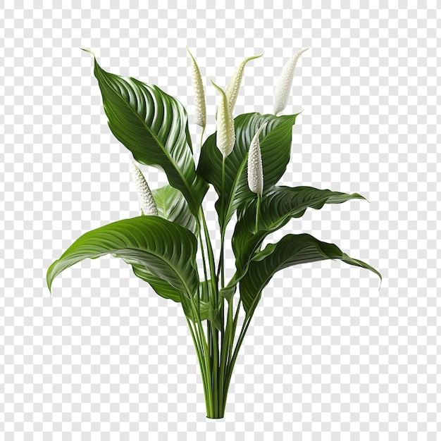 Kostenlose PSD friedenslilie spathiphyllum wallisii blume png isoliert auf transparentem hintergrund