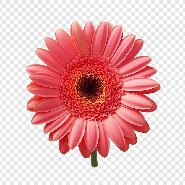 Kostenlose PSD gerbera-gänseblümchen-blume png isoliert auf transparentem hintergrund