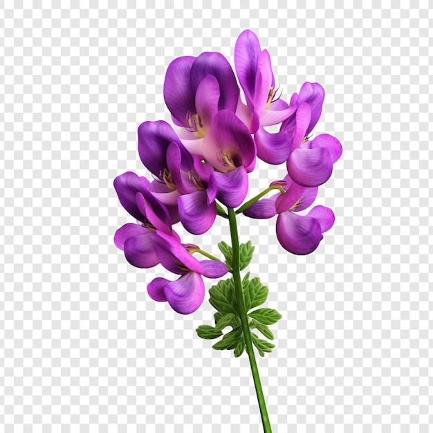 Kostenlose PSD lupinblume png isoliert auf durchsichtigem hintergrund