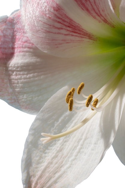 Kostenlose PSD nahaufnahme der schönen blühenden blume