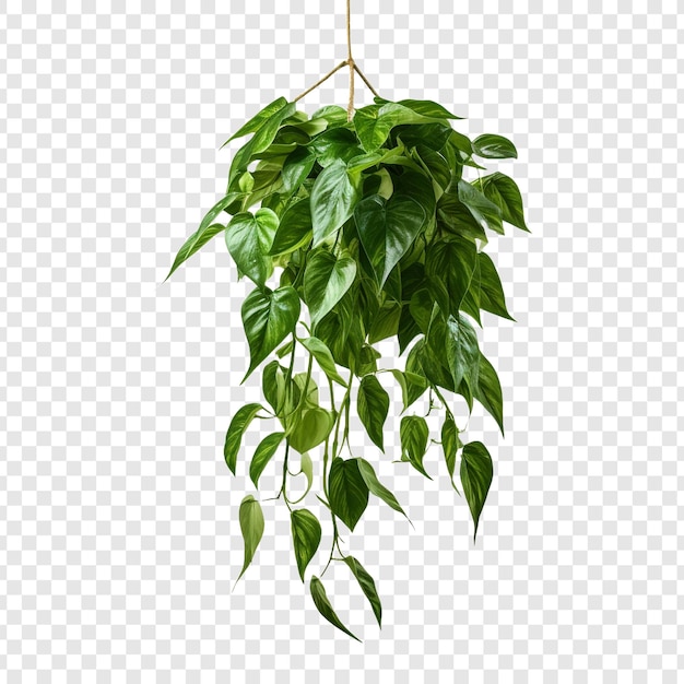 Kostenlose PSD pothos epipremnum aureum blume png isoliert auf durchsichtigem hintergrund