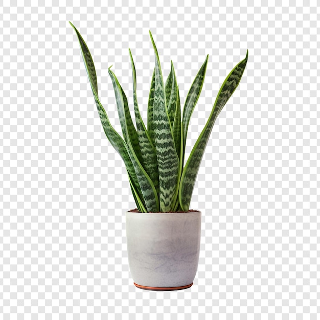 Kostenlose PSD schlangenpflanze sansevieria trifasciata png isoliert auf transparentem hintergrund