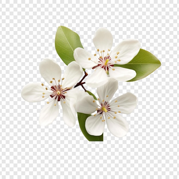 Serviceberry-Früchte, isoliert auf durchsichtigem Hintergrund