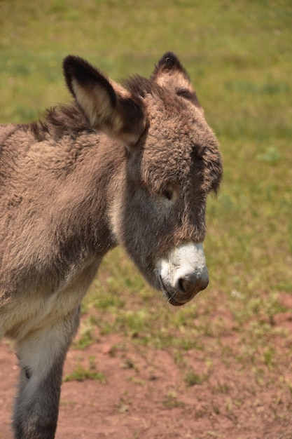 Photo gratuite adorable bébé burro brun de près et personnel