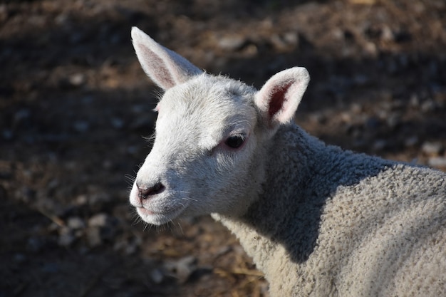 Adorable mouton blanc aux oreilles roses dans le nord de l'Angleterre