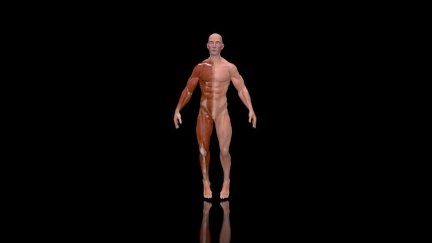 Photo gratuit anatomie 3d abstraite d'un homme