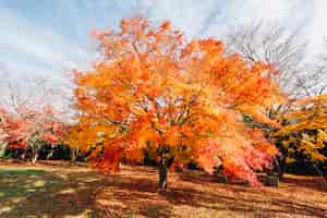 Photo gratuite arbre automne feuille rouge et orange au japon