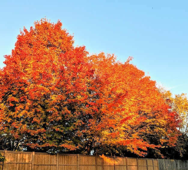 Photo gratuite arbre aux feuilles orange vif pendant la journée à l'automne