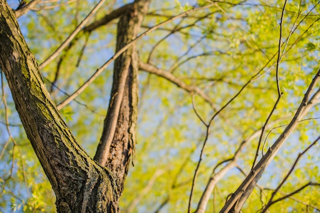 Photo gratuite arbre aux feuilles vertes