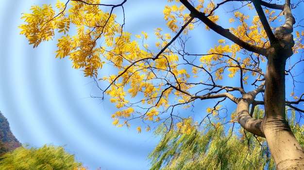 Photo gratuite arbre à feuilles d'or