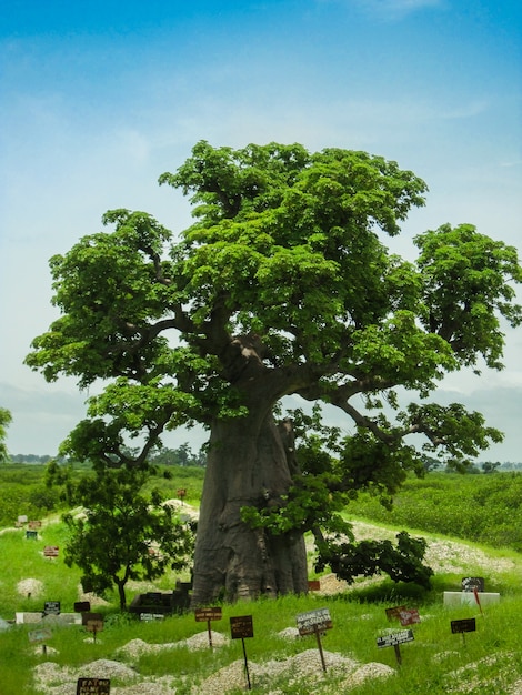 arbre géant