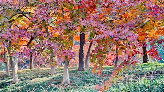 Photo gratuite les arbres avec des feuilles colorées