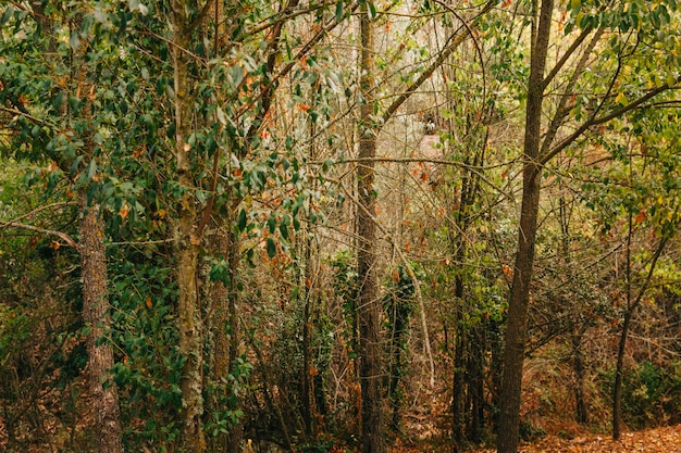 Photo gratuite arbres en forêt