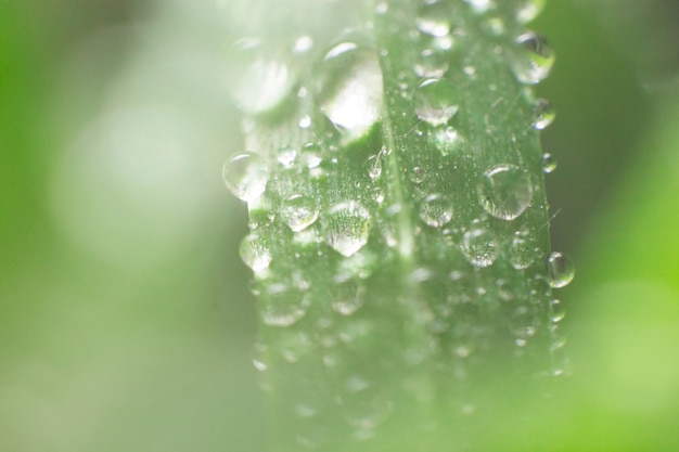 Photo gratuite arrière-plan flou avec des feuilles vertes et des gouttes de pluie