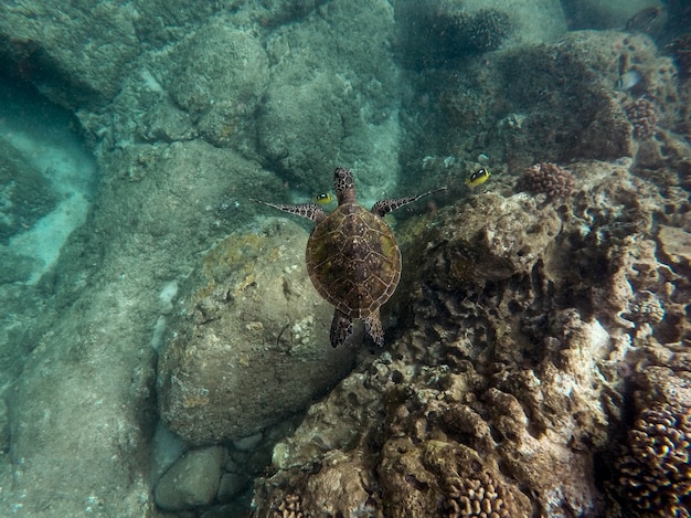 Photo gratuit beau gros plan d'une grande tortue nageant sous l'eau dans l'océan