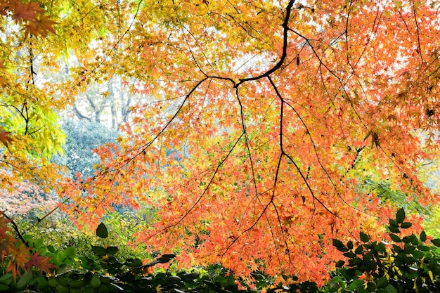 Photo gratuite beau paysage d'arbres avec des feuilles colorées