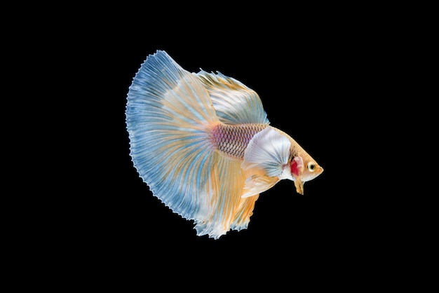 Beau poisson coloré de betta siamois