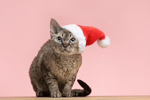 Photo gratuit beau portrait d'animal familier de chat avec le chapeau de santa