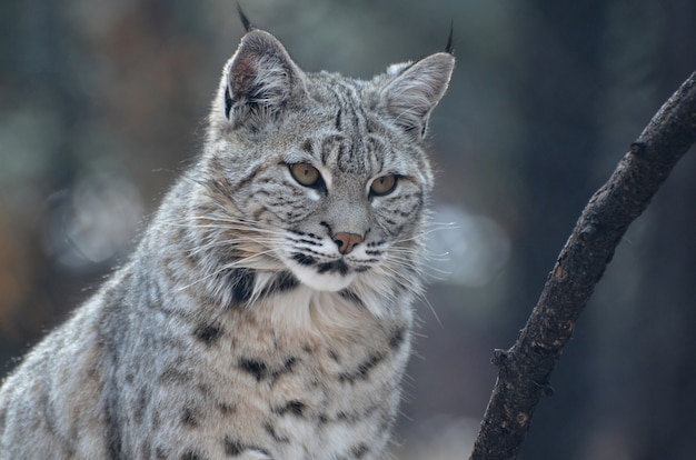 Photo gratuite beau visage d'un lynx roux dans la nature de près et personnel.