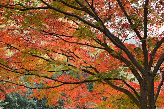 Photo gratuite belle arbre avec des feuilles colorées