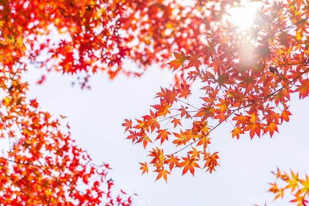 Photo gratuite belle feuille d'érable rouge et vert sur l'arbre