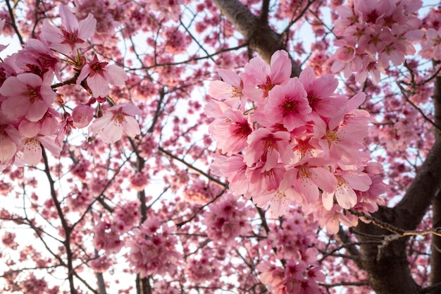 Photo gratuite belle fleur de pêcher rose