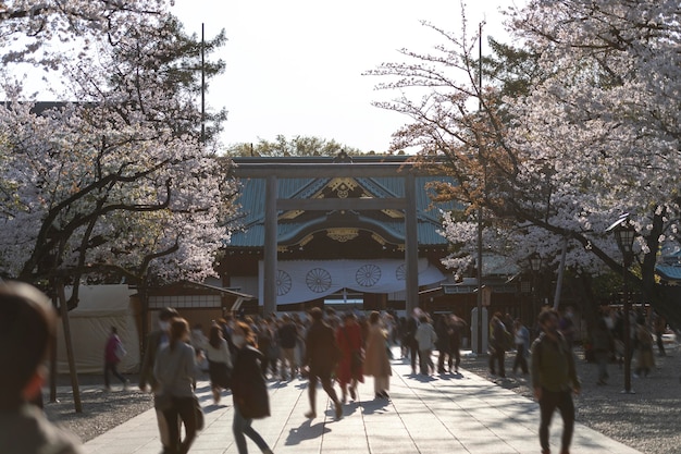 Photo gratuite belle fleur de pêcher à tokyo