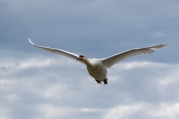 Photo gratuite belle oie blanche avec de longues ailes volant dans le ciel