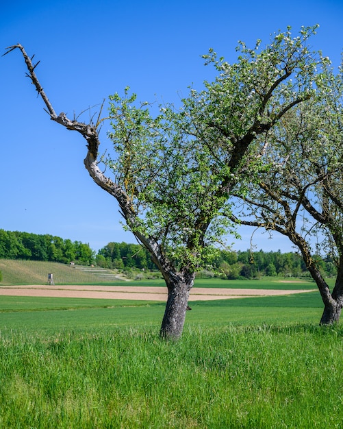 Photo gratuite belle photo d'un arbre en croissance au milieu d'un champ vert