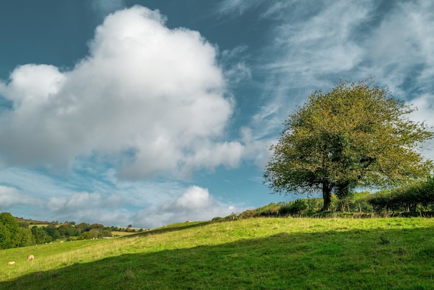 Photo gratuite belle photo d'un arbre debout au milieu d'un greenfield sous le ciel nuageux pendant la journée