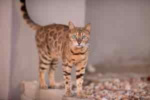 Photo gratuite belle photo d'un chat bengal regardant curieusement la caméra avec un arrière-plan flou